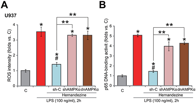 Hernandezine inhibits LPS-induced ROS production and NF-kB activation.