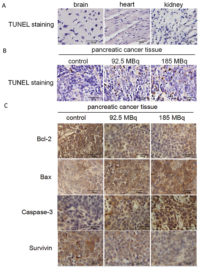 Tumor-burdened mice after treatment.