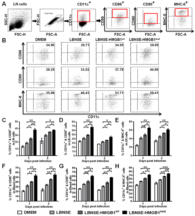 Recruitment and/or activation of DCs in mice immunized with different rRABVs.