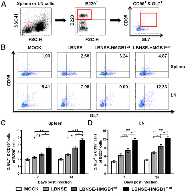 Recruitment of GC B cells in mice immunized with different rRABVs.