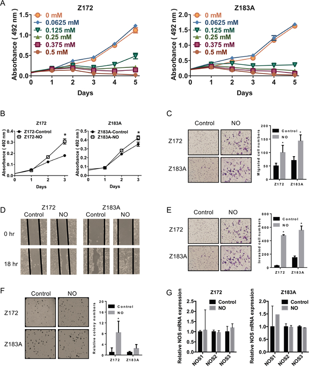 Effects of NO on malignant phenotypes in Z172 and Z183A cell lines.