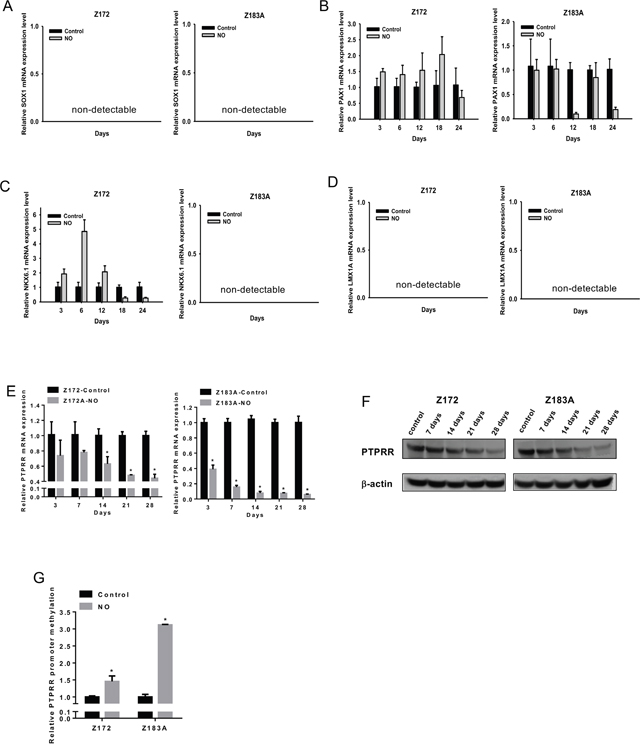 Inhibition of PTPRR gene expression and increase in promoter DNA methylation after NO treatment in HPV-immortalized cell lines.
