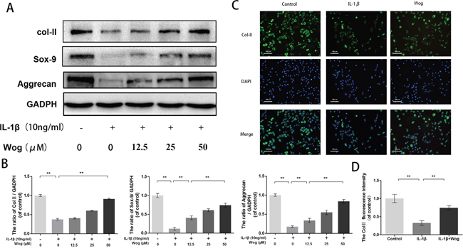 Wogonoside promote extracellular matrix synthesis from IL-1&#x03B2; induced mice chondrocyte.