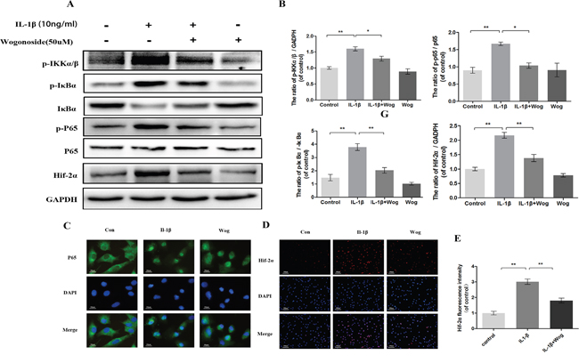 Effect of wogonoside on IL-1&#x03B2;-induced NF-&#x03BA;B/HIF-2&#x03B1; activation.