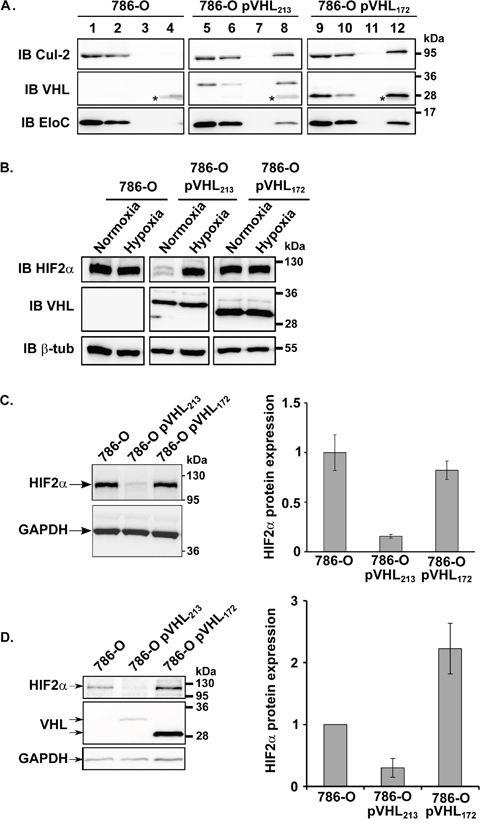pVHL172 is part of an E3 ubiquitin ligase complex, but is not involved in HIF-2&#x03B1; down-regulation.