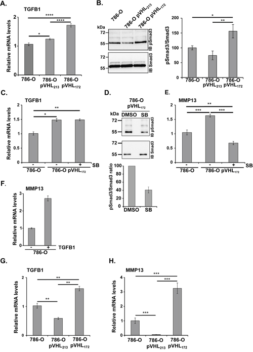 pVHL172 promotes TGFB and MMP13 upregulation.