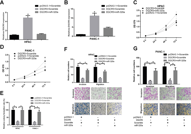 MiR-320a can reverse the impact of DGCR5 on the malignant phenotype of PDAC cells.