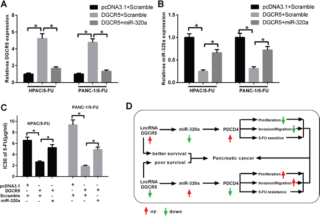 MiR-320a mediates the impact of DGCR5 on the resistance of PDAC cells to 5-FU.