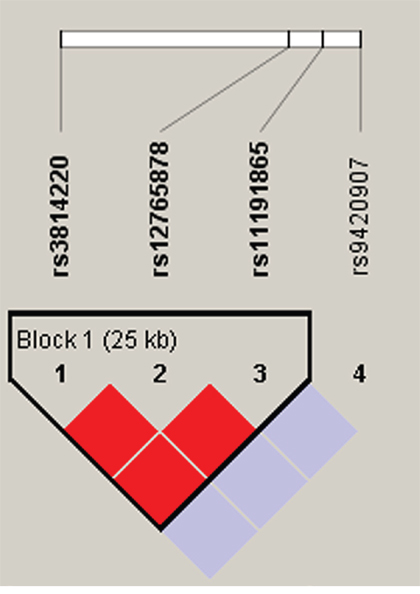 Haplotype block map for part of the SNPs in the OBFC1 gene.