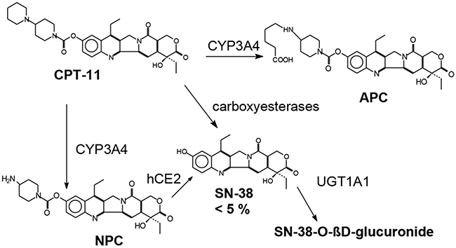 Chemical structure and metabolism of irinotecan.