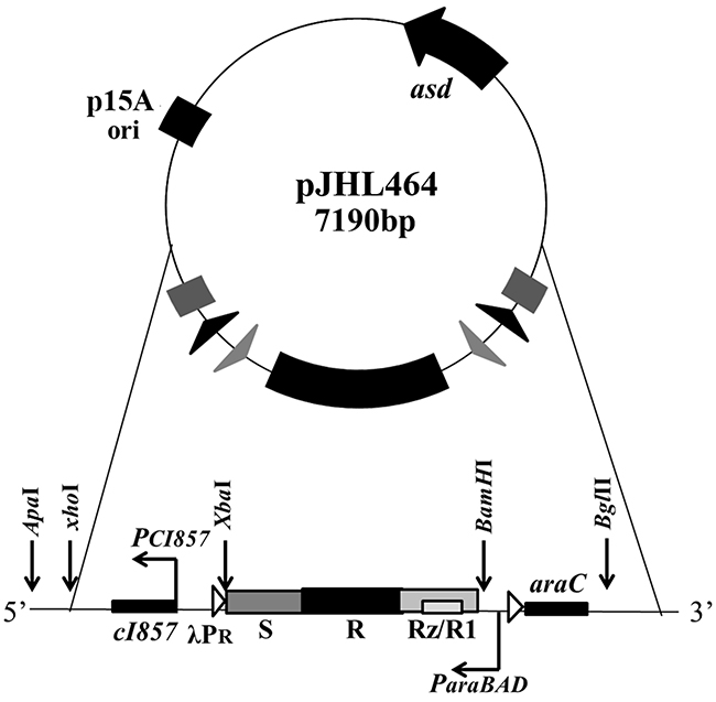 Components of the ghost plasmid pJHL464.