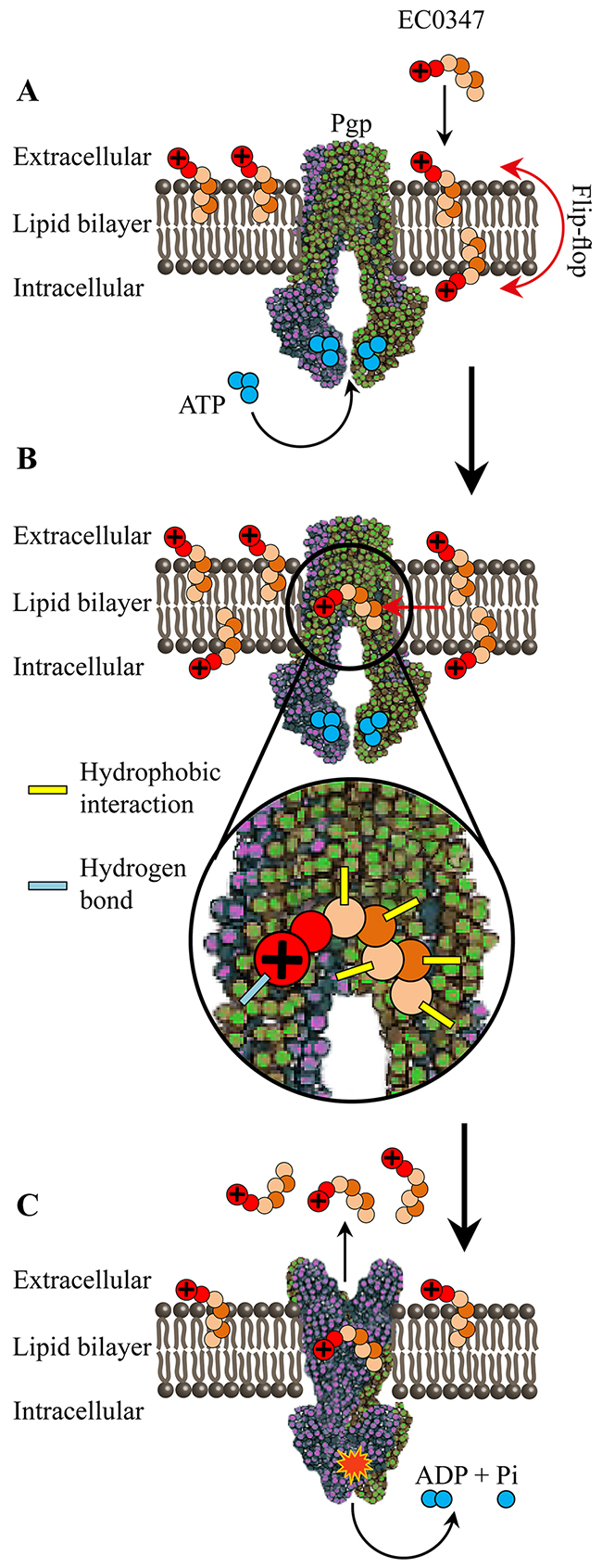 Proposed schematic model for the intercalation of EC0347 into the plasma membrane, its recognition in the lipid-bilayer by P-gp and its ATP-dependent extrusion by this MDR efflux pump.
