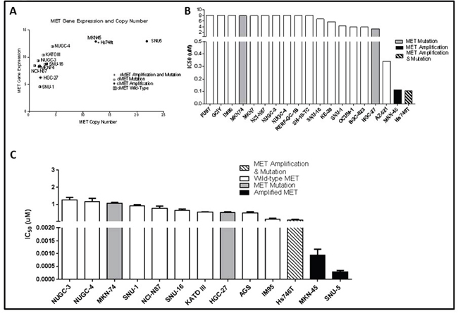 MET amplified gastric cancer cells undergo growth arrest when exposed to MET inhibitor crizotinib.