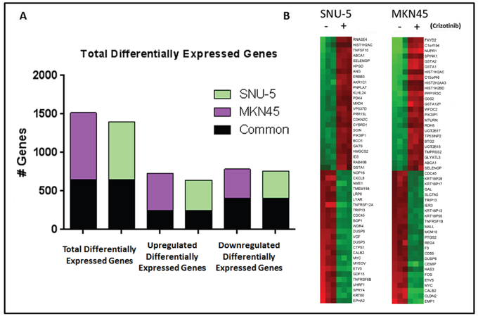 MET inhibition results in significant changes in gene expression in MET amplified gastric cancer cell lines.