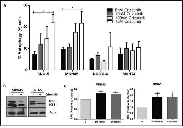 MET inhibition induces autophagy in the crizotinib-sensitive cells.