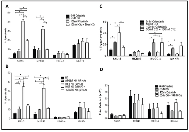 Autophagy is required for crizotinib-induced apoptosis.