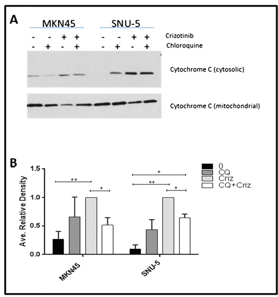 Autophagy is required for crizotinib-induced cytochrome c release.