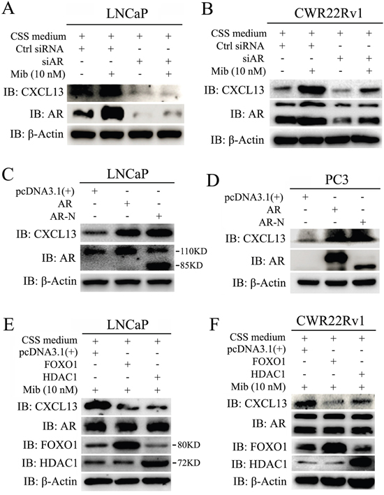 CXCL13 was a novel downstream target gene of AR.