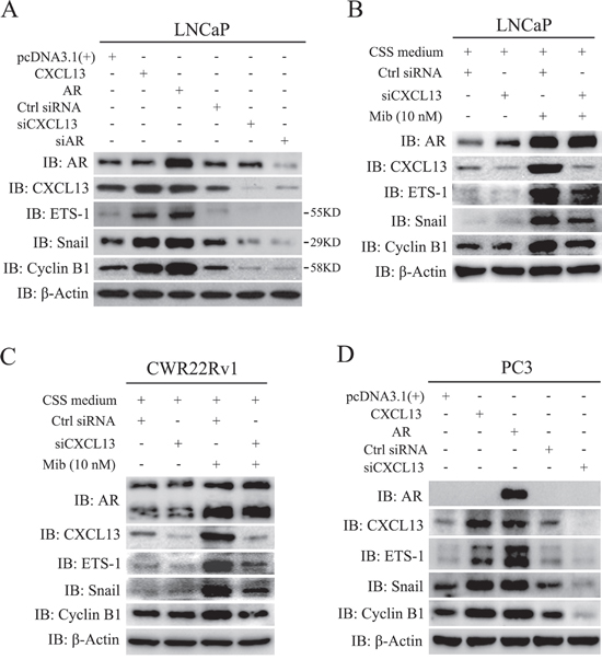 AR-induced genes, ETS-1, Snail and Cyclin B1, were mediated by CXCL13.