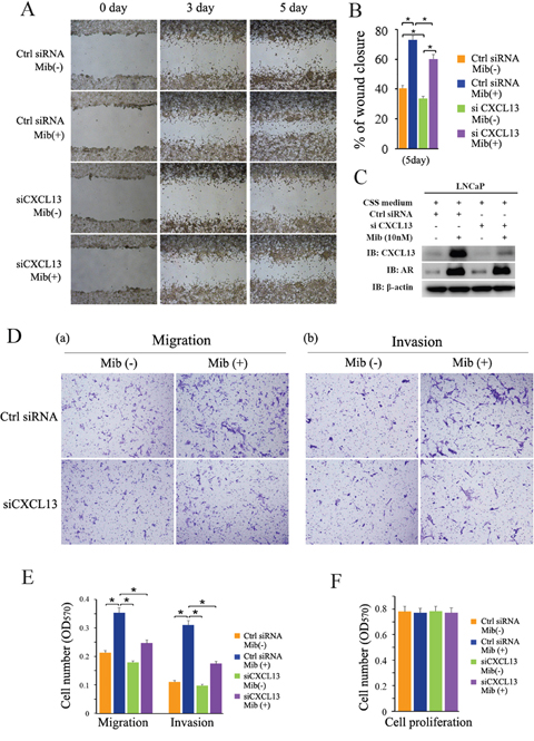 CXCL13 involved in androgen/AR-induced migration and invasion of PCa cell.