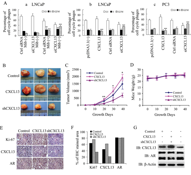 CXCL13 promoted G2 to M phase cell cycle transition and enhanced tumor growth in vivo.
