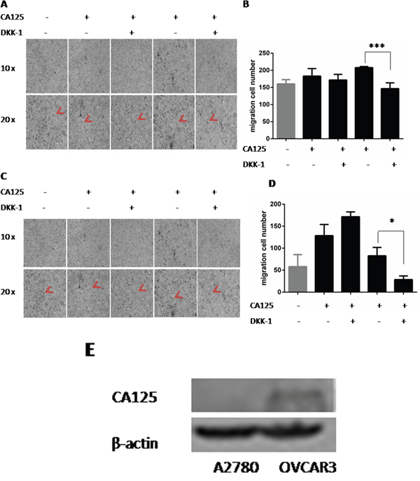 CA125 increases cell migration via the Wnt signaling pathway.