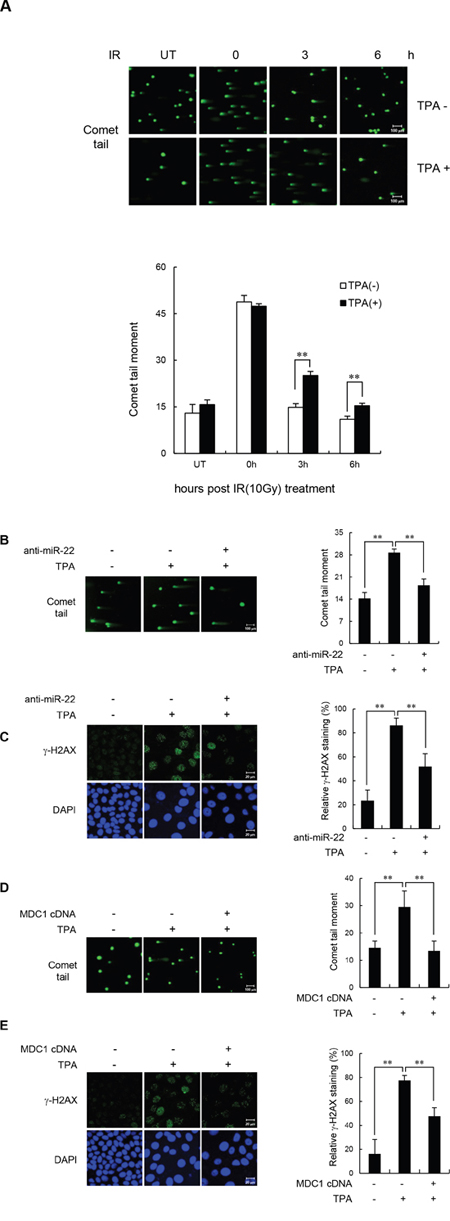 miR-22-mediated downregulation of MDC1 suppresses DSB repair in differentiated MCF-7 cells.