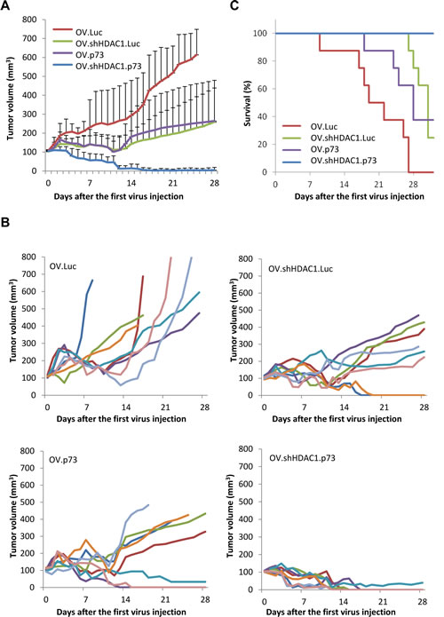 OV.shHDAC1.p73 shows improved anti-tumoral activity compared to control virus.