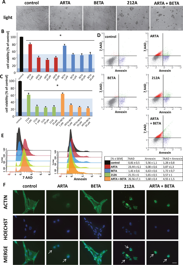 Cytotoxic profile of Artesunic acid, Betulinic acid and the hybrid 212A on rodent glioma cells.