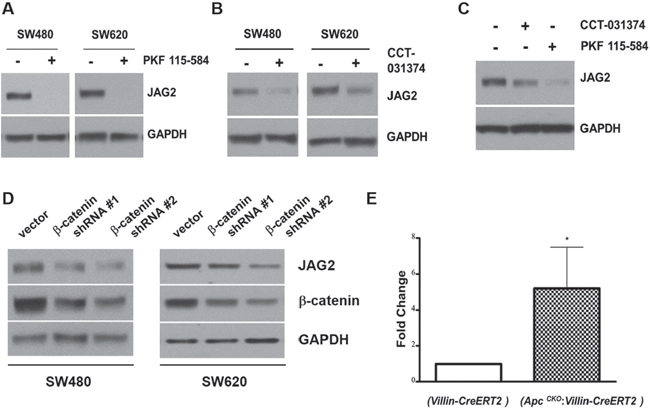 &#x03B2;-catenin regulates JAG2 expression.