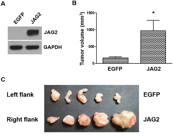 Over-expression of JAG2 enhances tumorigenicity.