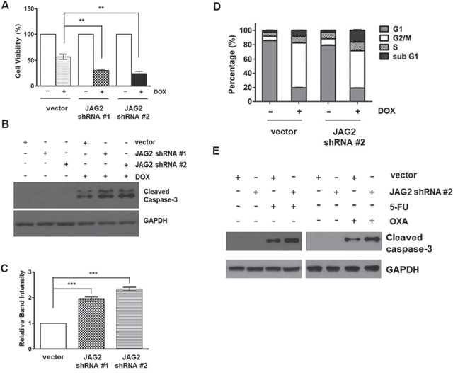 Silencing of JAG2 sensitizes HCT116 cells to doxorubicin and other chemotherapeutic agents.