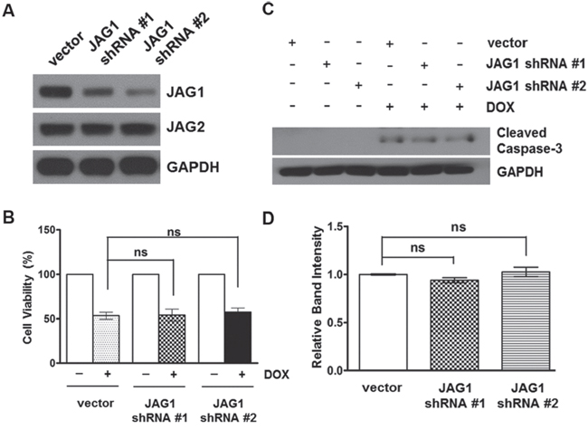 Silencing of JAG1 does not affect the sensitivity of HCT116 cells to doxorubicin.