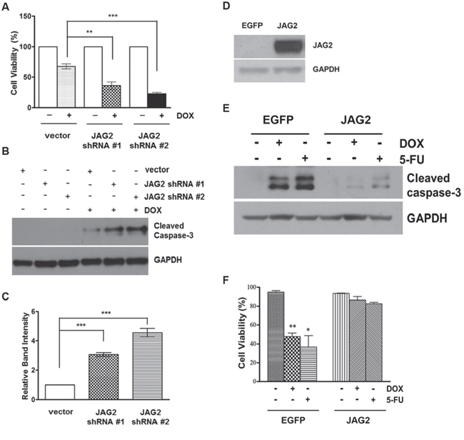 Knockdown of JAG2 sensitizes p53-null HCT116 cells to doxorubicin.