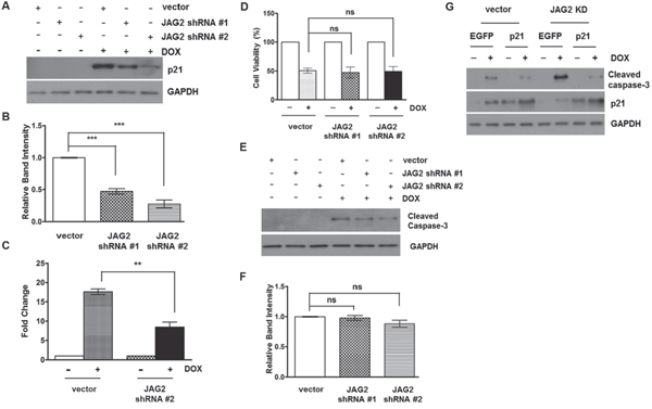 Knockdown of JAG2 sensitizes HCT116 cells to doxorubicin in a p21-dependent manner.