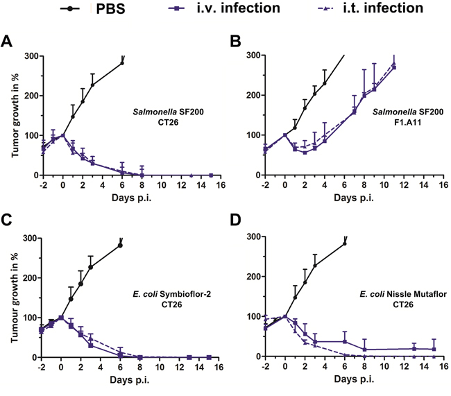 Tumor development upon intravenous and intra-tumoral infection with Salmonella and probiotic E. coli.