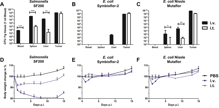 Safety evaluation upon intravenous and intra-tumoral infection with Salmonella and probiotic E. coli.