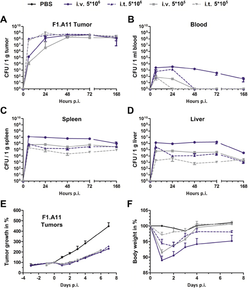 Intra-tumoral infection with Salmonella promotes higher tumor specificity and faster tumor colonization even at lower doses.