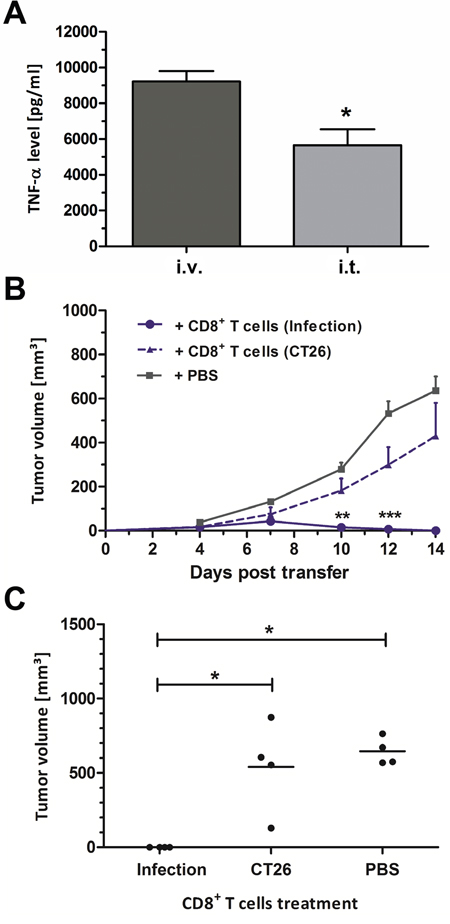 Intra-tumoral infection induces innate and adaptive immune responses.