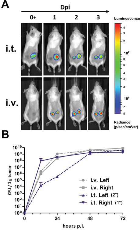 Intra-tumoral infection allows effective colonization of secondary CT26 tumors.