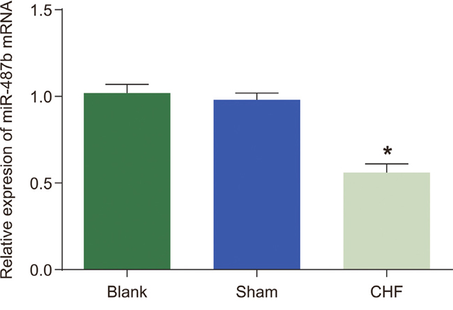 Effects of miR-487b expression in myocardial tissues of the blank, sham, and CHF groups.