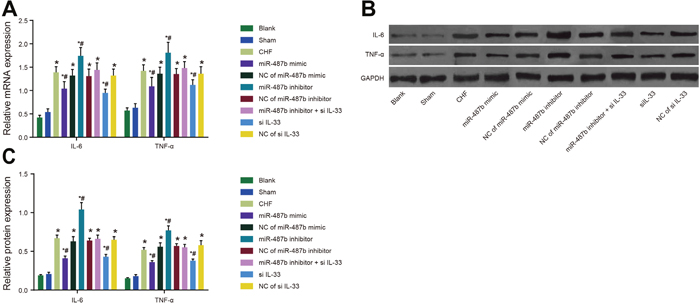 Expressions of IL-6 and TNF-&#x03B1; in rat myocardial tissues in each group detected by qRT-PCR and Western blotting.
