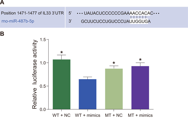 The verification of the relation between miR-487b and IL-33.