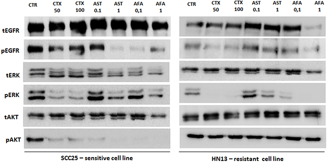 Analysis of EGFR, ERK and AKT total and phosphorylated in SCC25 (highly sensitive) and HN13 cell lines (resistant) by Western Blot.
