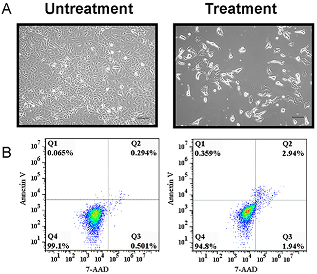Representative images and cell viability of putative cancer stem cells and A549 cells.