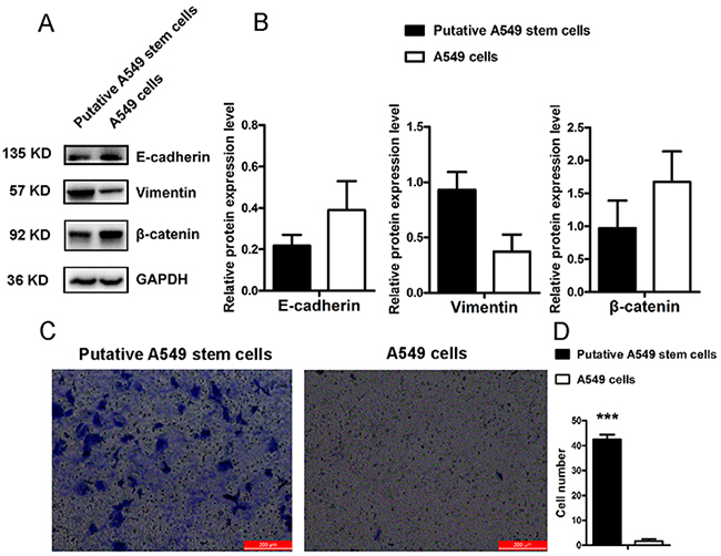 EMT features of putative A549 stem cells and A549 cells.