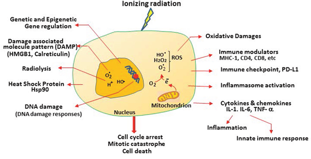 Multiple features of radiation-induced cellular responses in cancer cells.