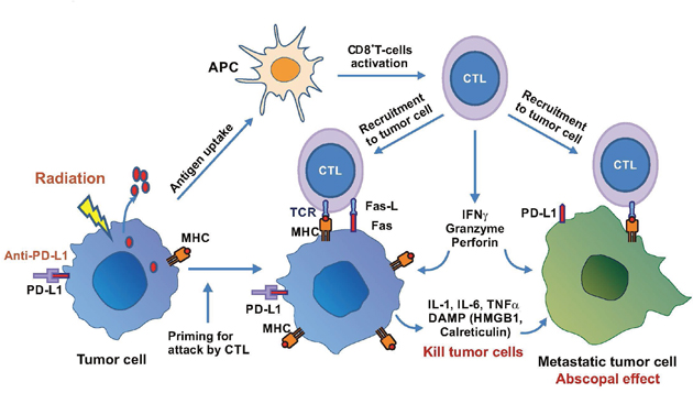 Radiation-induced immune response in cancer therapy.