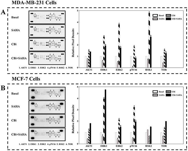 The effect of SAHA/Cystatin C combination on the MAPK signaling mechanisms in cancer cells.