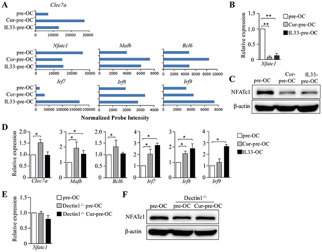 Dectin-1 signaling inhibits NFATc1 in OC progenitors.